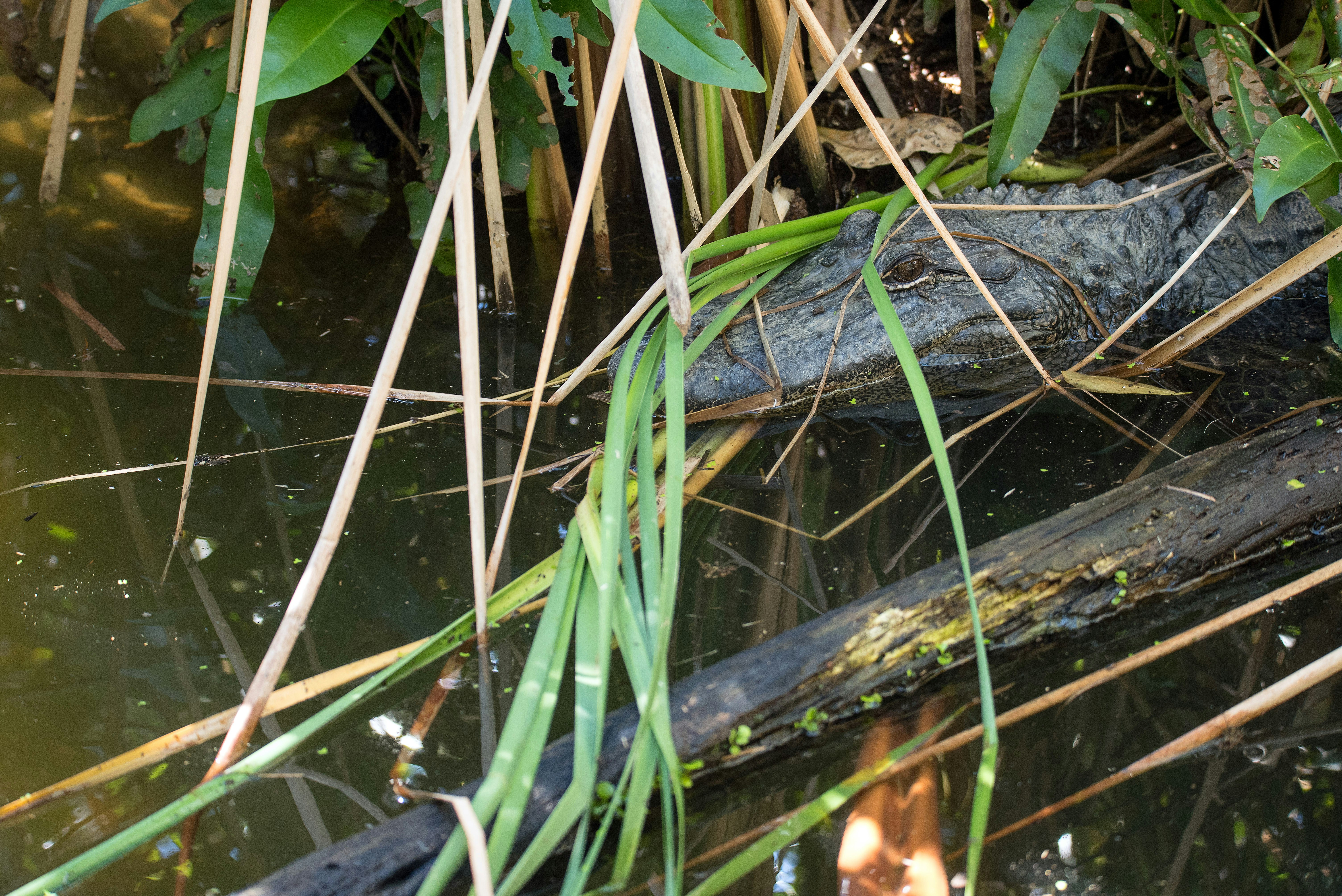 gray alligator on body of water